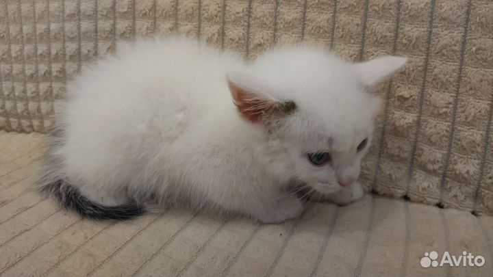 Найден котёнок