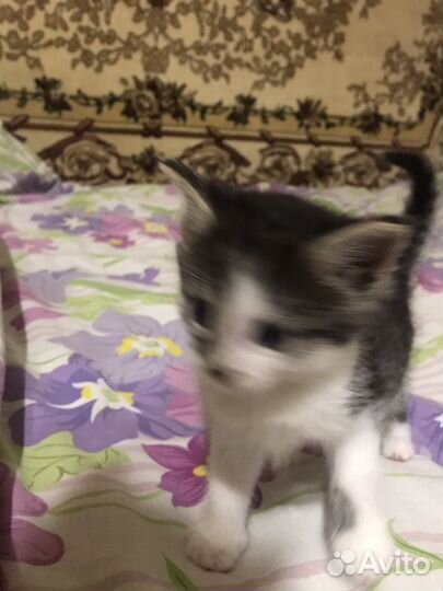 Котенок пятнистый