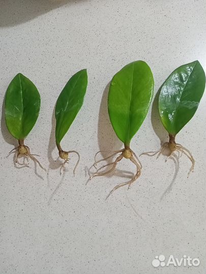 Замиокулькас