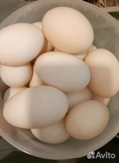 Яйца утиные