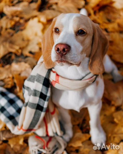 Бигль. Вязка