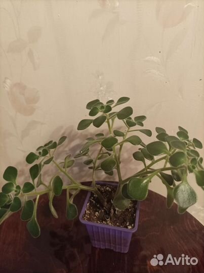 Аихризон дерево любви