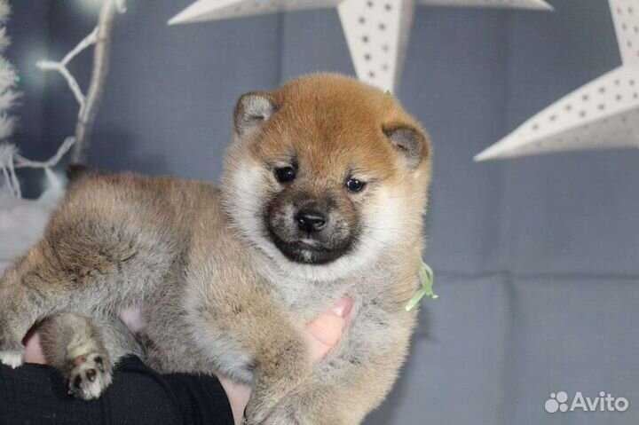 Щенки сиба ину