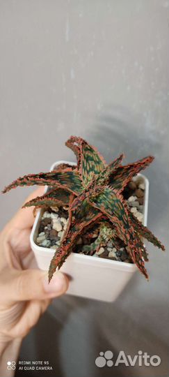 Сортовые алоэ, гибриды