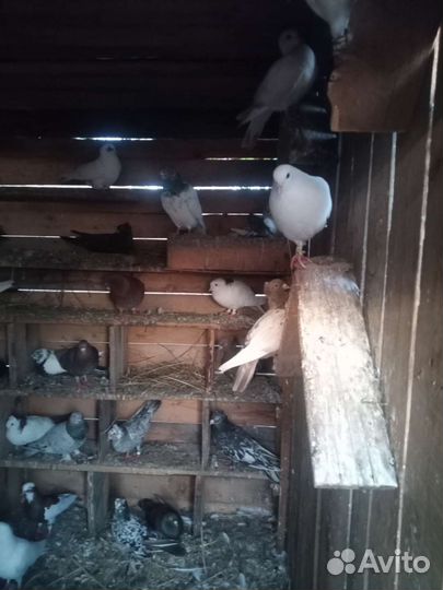 Бойные голуби