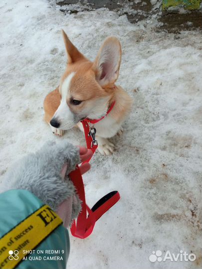 Выгул собак