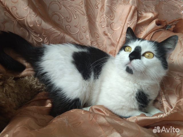 Интеллигентная девушка в добрые руки