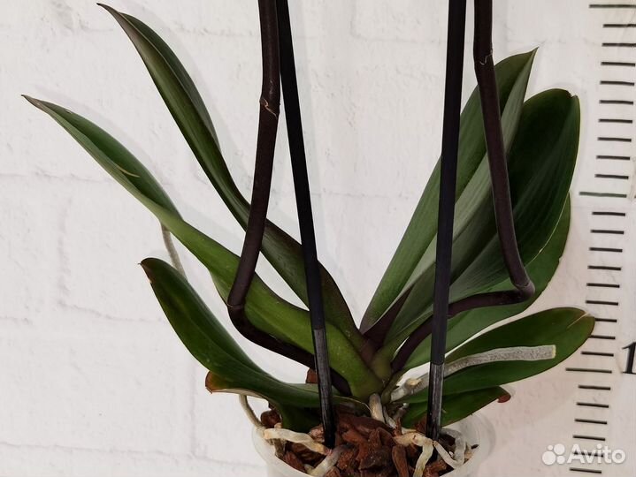 Азиат, Орхидея Sin-Yaun Golden Beauty 