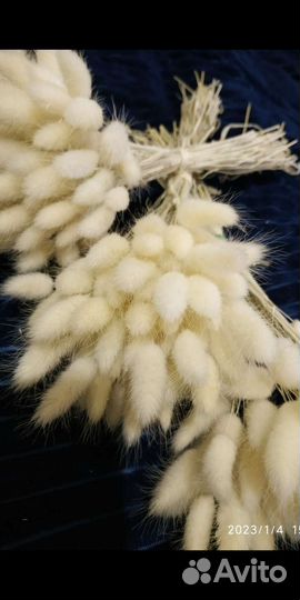 Сухоцветы лагурус