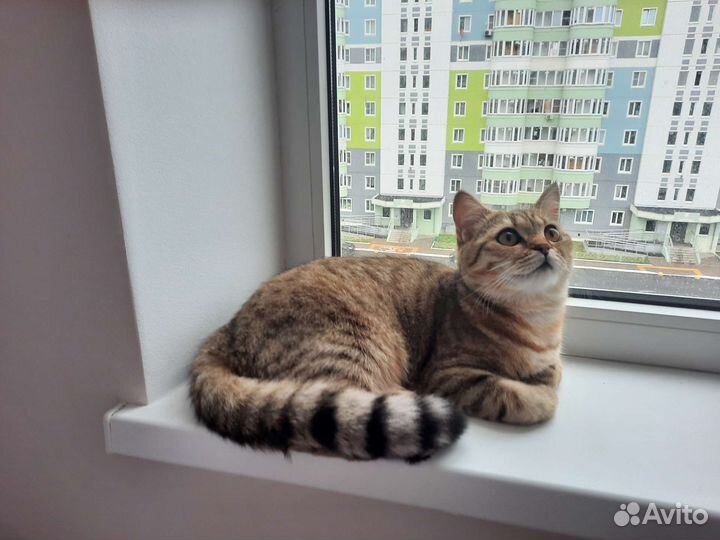 Кошка в дар бесплатно