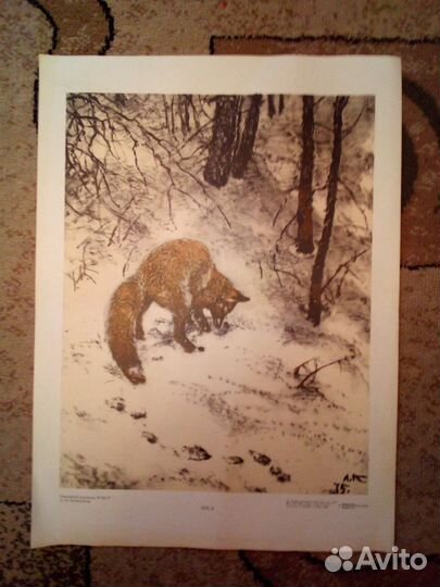 Плакат картина фауна СССР 1976год