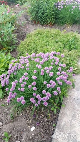 Лук декоративный