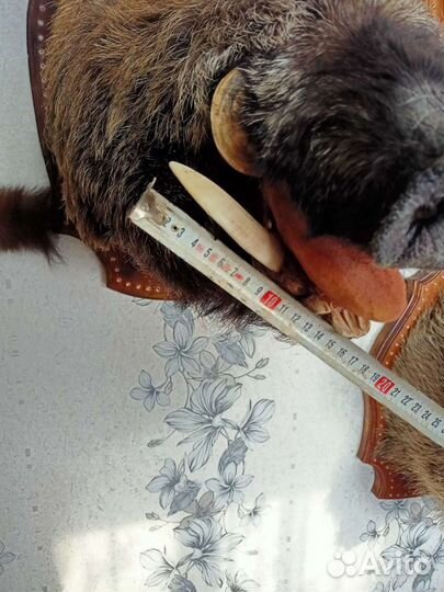 Голова кабана