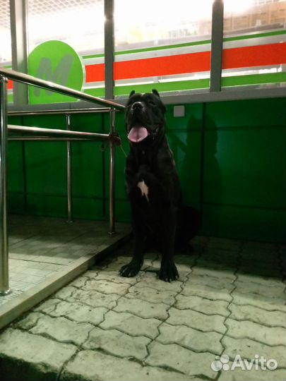 Собака в добрые руки отдам бесплатно