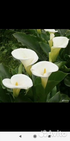 Комнатные цветы калла