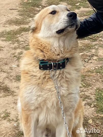 Вязка сао алабай