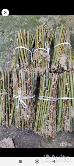 Черенки Вербы