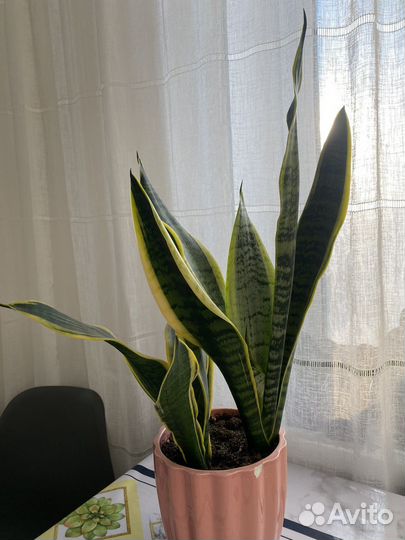 Сансевиерия