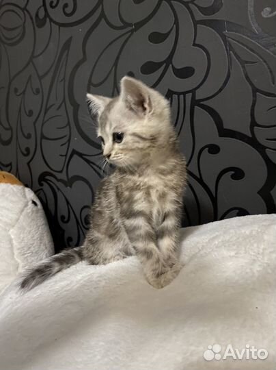 Шотландские котики