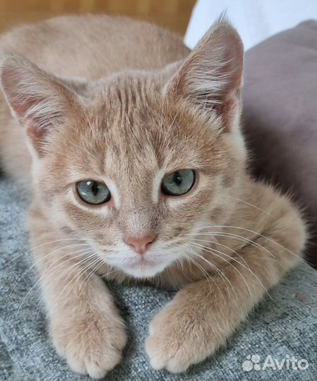 Котенок девочка необычайной красоты