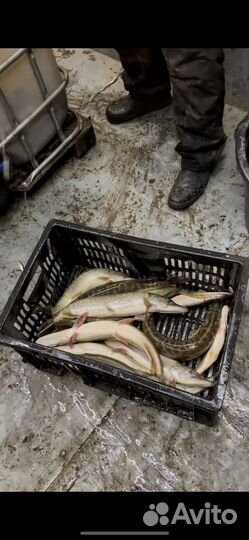 Рыбалка пруд Михайловский