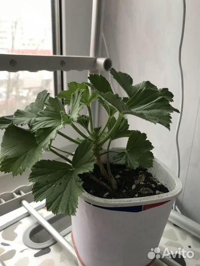 Королевская пеларгония