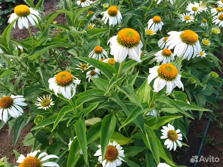 Продам эхинацеи
