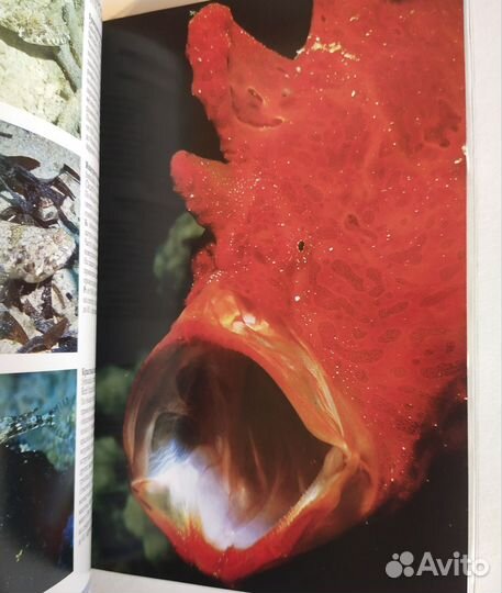 Путеводитель по коралловым рифам. Красное море