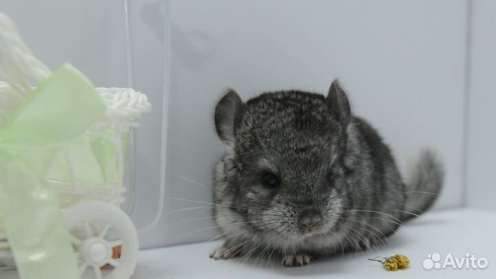 Шиншилла девочка