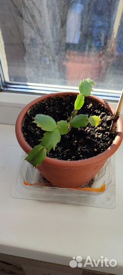 Декабристы укоренённые