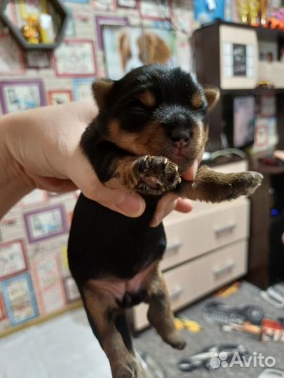 Йоркширский терьер