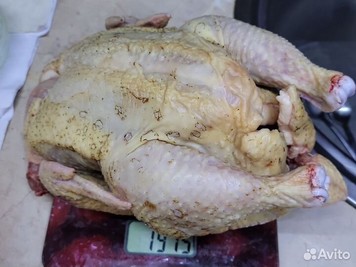 Куры бройлеры тушки мясо