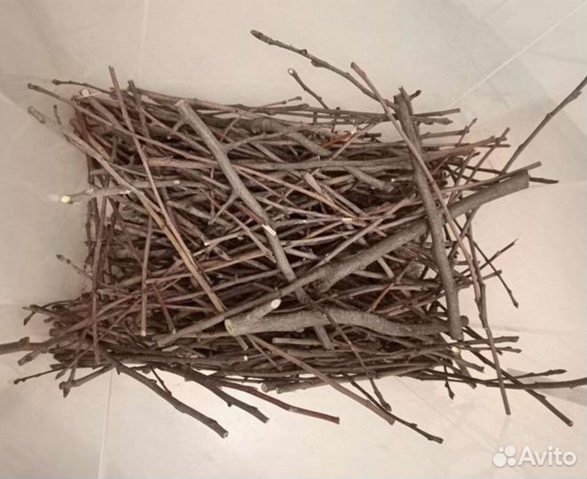 Ветки яблони