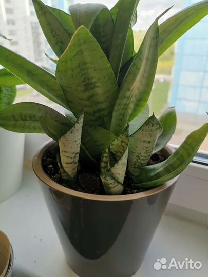 Сансевиерия