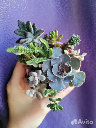 Мини садики из суккулентов, эчеверии, крассулы