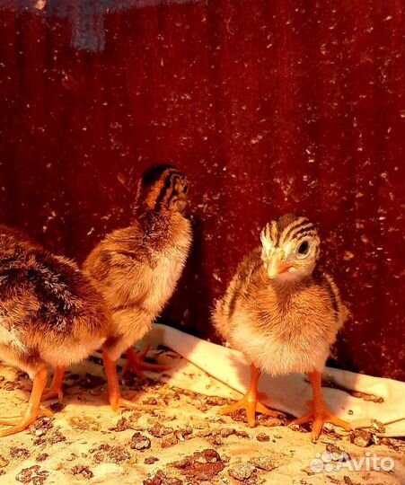 Цыплята цесарки