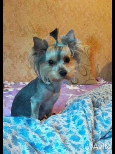 Щенки йорки мини