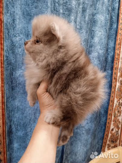 Померанский шпиц Лиловый мерль Герберт