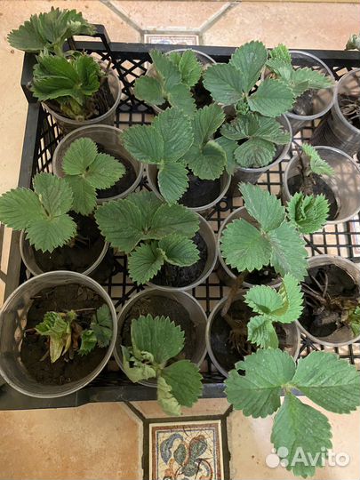 Рассада Клубники Гигантелла