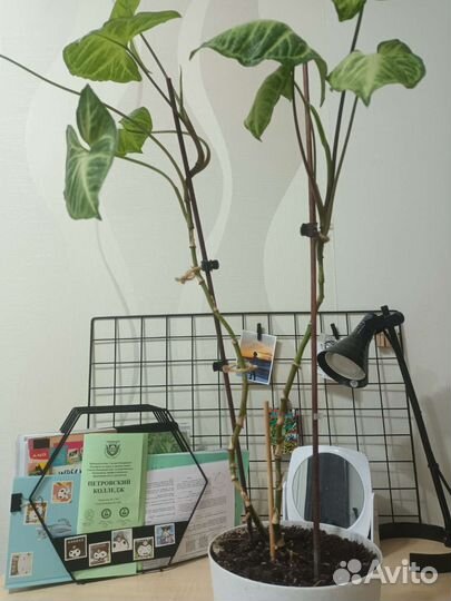 Цветок комнатный