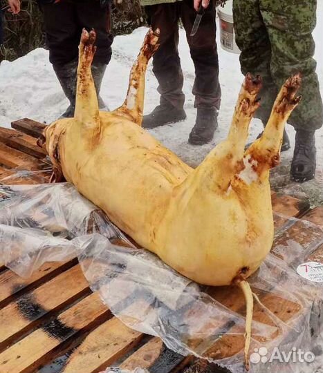 Домашняя свинина