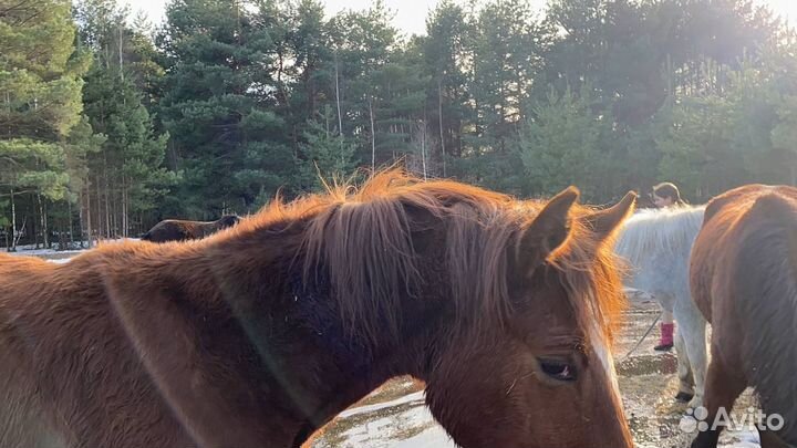Прокат на лошадях,прогулка по лесу с детьми