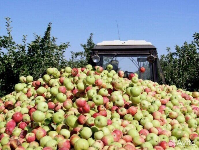 Сборщик яблок в саду