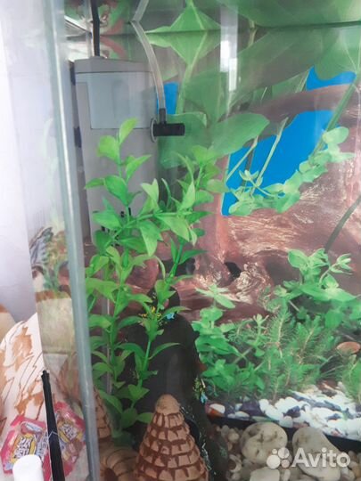 Аквариум