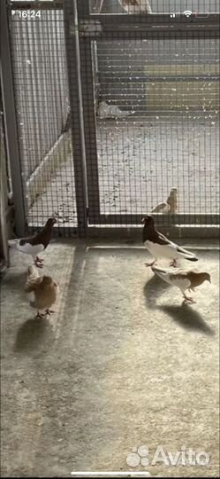 Голуби кормилки