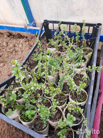 Айва японская