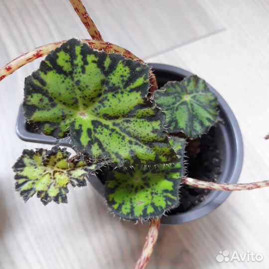 Сансевиерия 