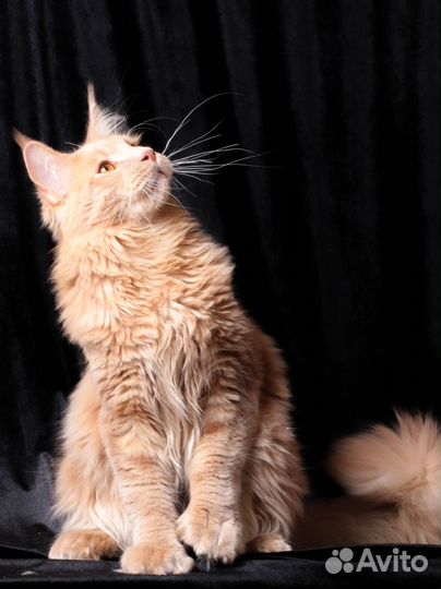 Котята мейн-кун Кремовый мрамор Полидакт