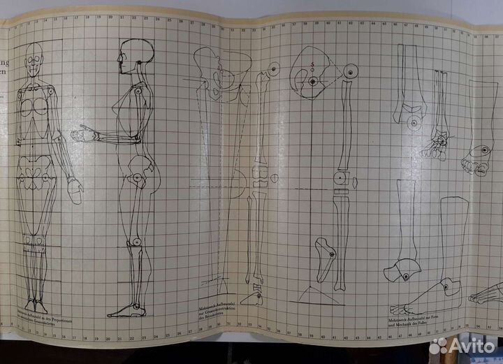 Анатомия для художников. Баммес