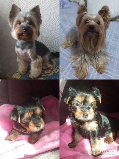 Йоркширский терьер